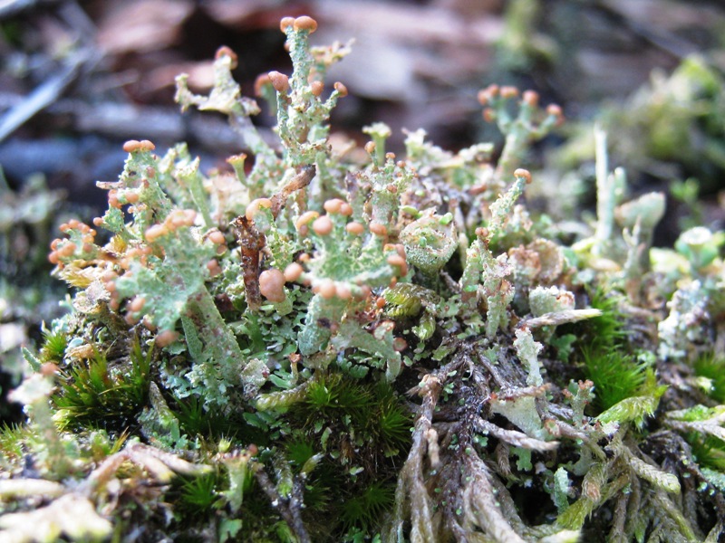 Cladonia ramulosa?